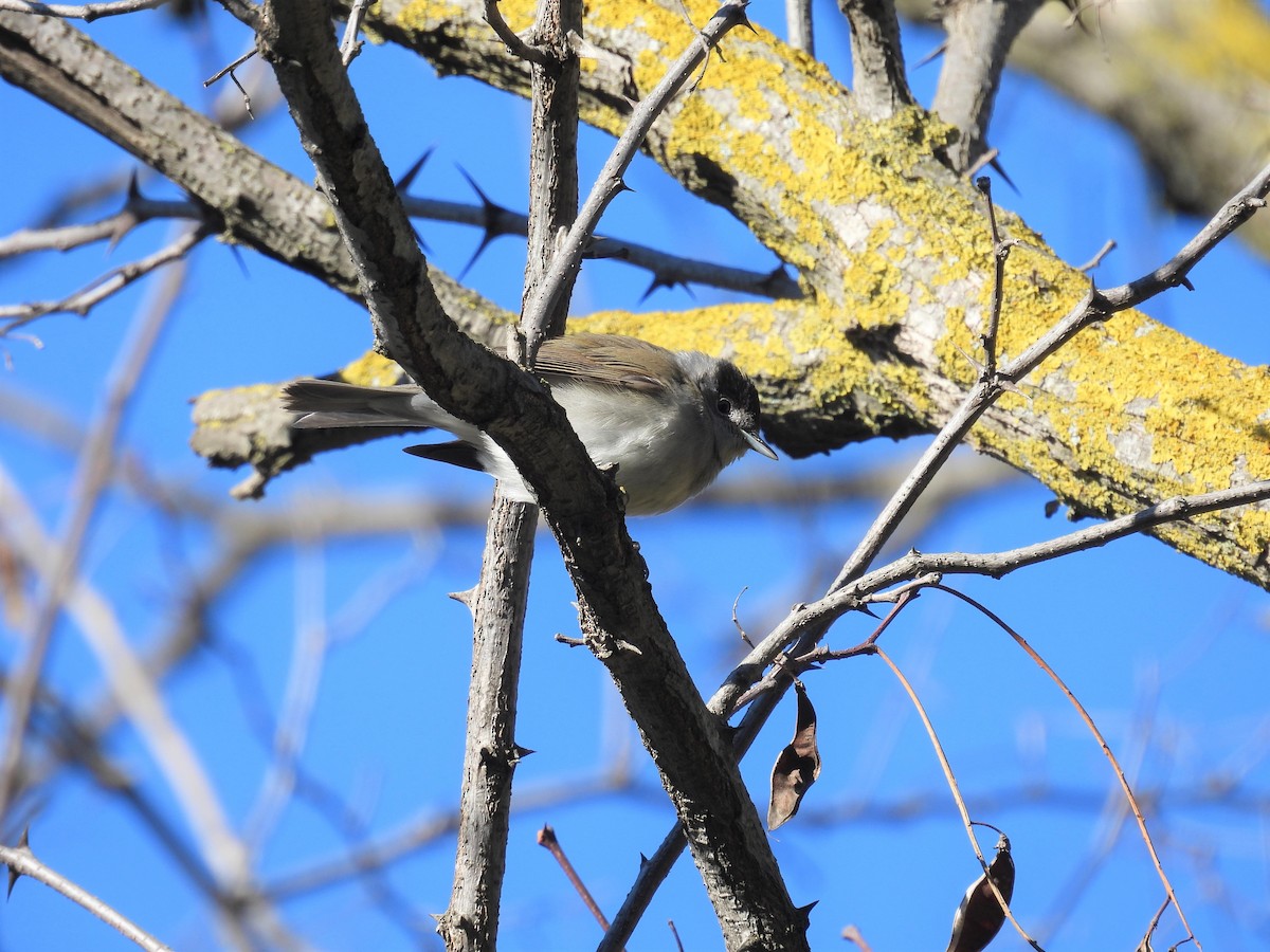 Eurasian Blackcap - Mauricio Zanoletti