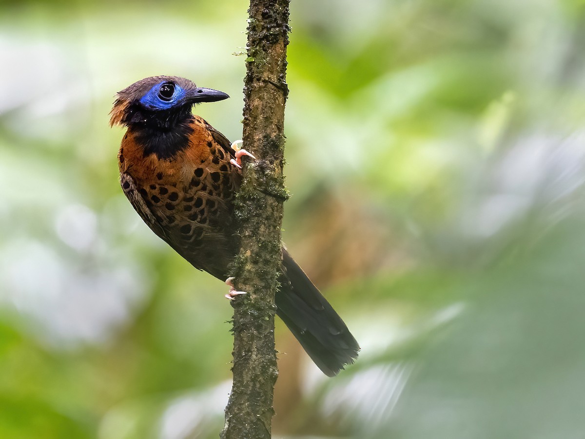 Ocellated Antbird - ML408234681