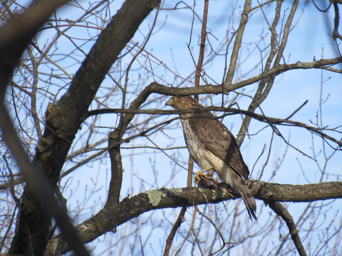 Cooper's Hawk - ML408234921