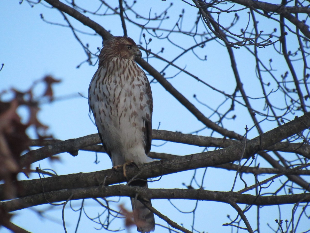 Cooper's Hawk - ML408235041