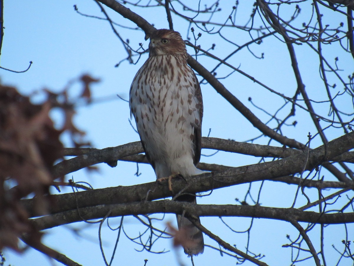 Cooper's Hawk - ML408235051