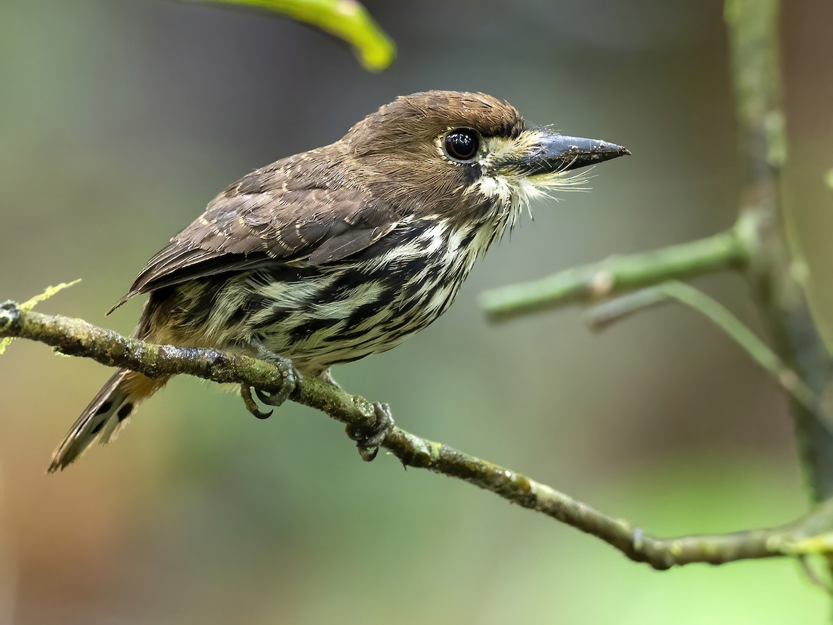 Lanceolated Monklet - Andres Vasquez Noboa