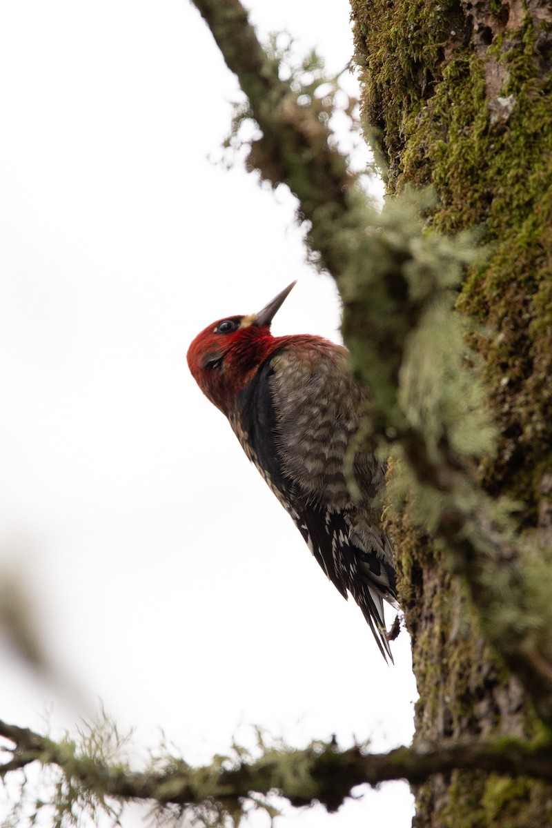 Red-breasted Sapsucker - Candice Johns