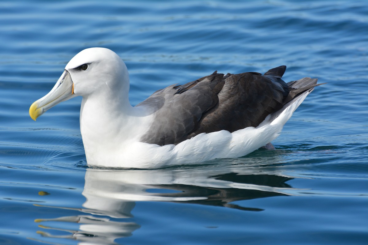albatros šelfový - ML408236961