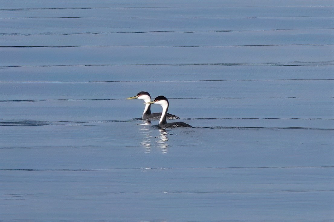 potápka západní - ML408237051