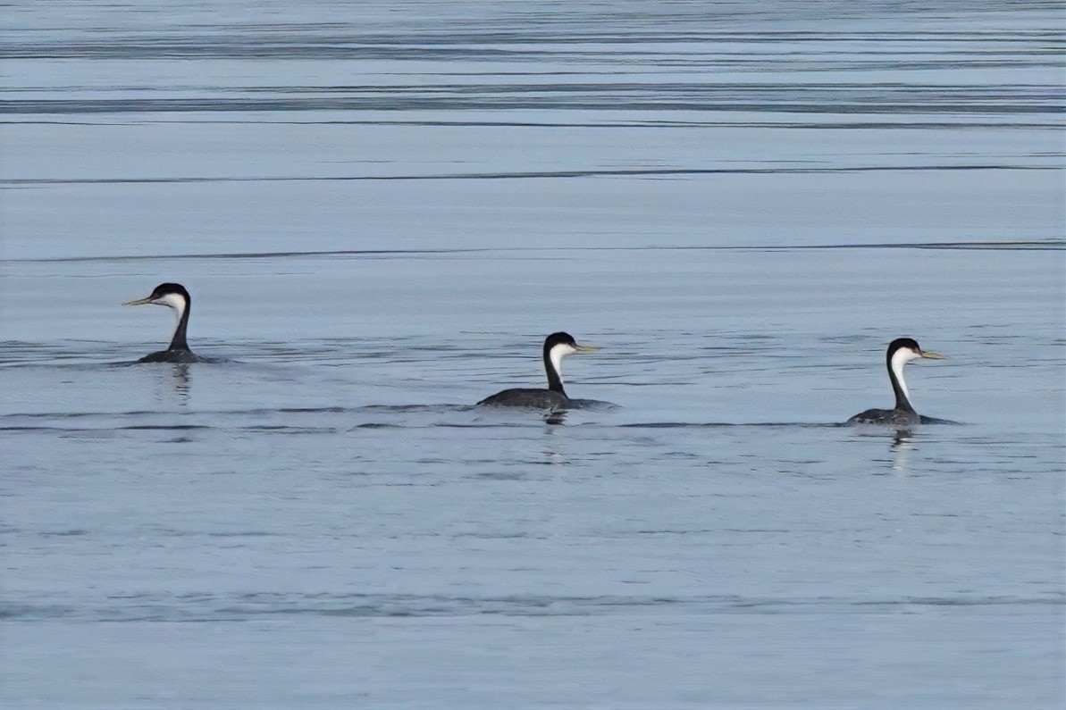 potápka západní - ML408237131