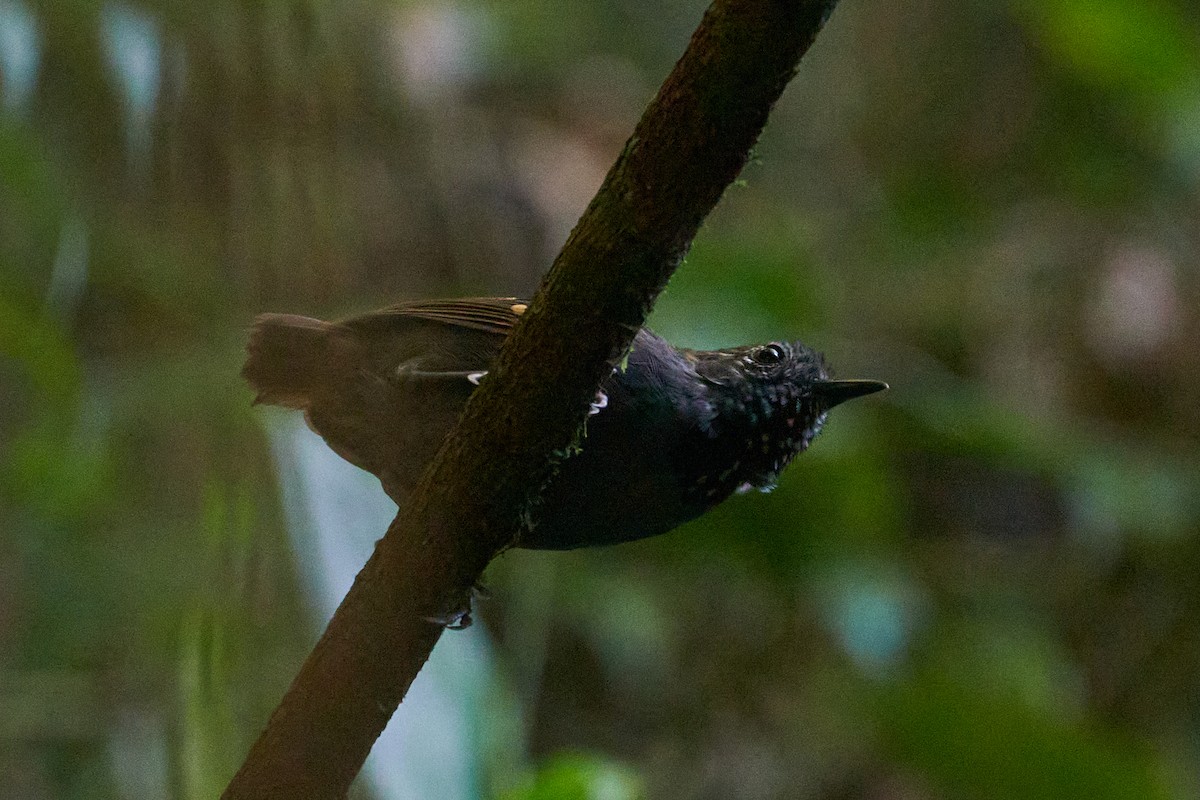 Star-throated Antwren - ML408238291