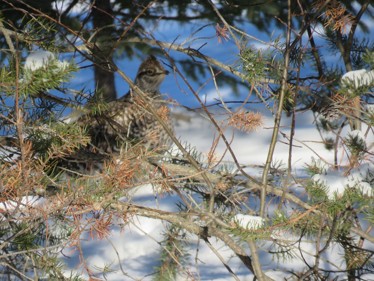 Sharp-tailed Grouse - ML408238401