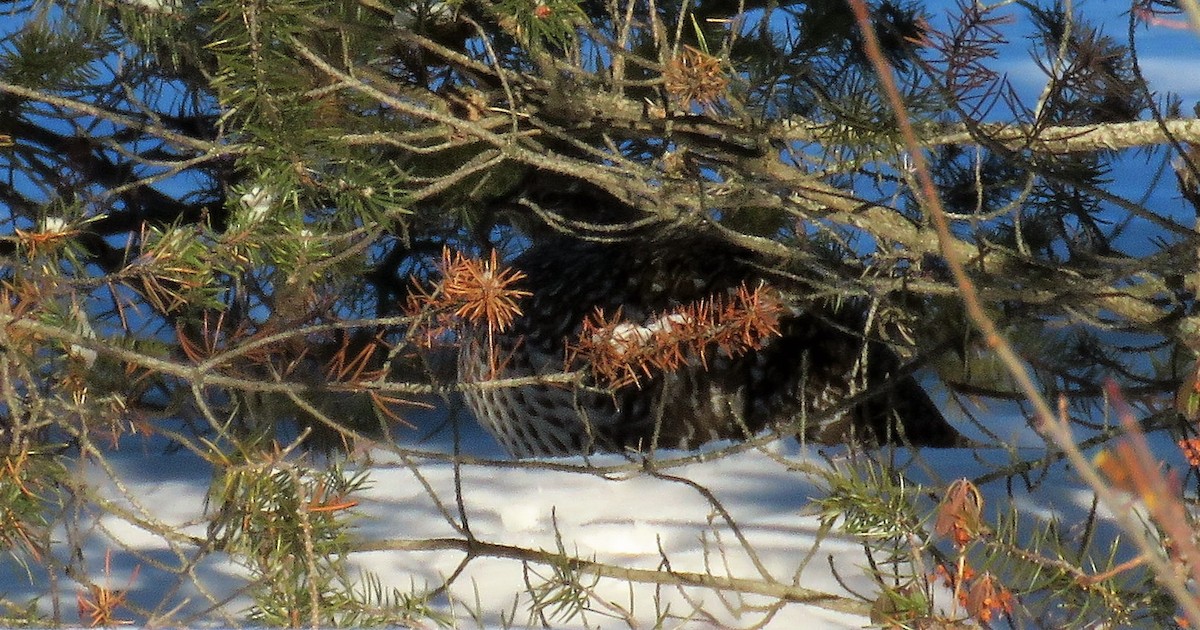Sharp-tailed Grouse - ML408238811