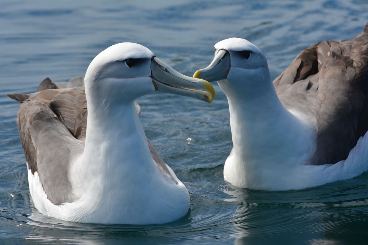White-capped Albatross - Zechariah Meunier