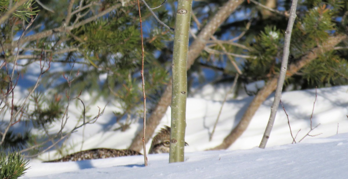 Sharp-tailed Grouse - ML408239001