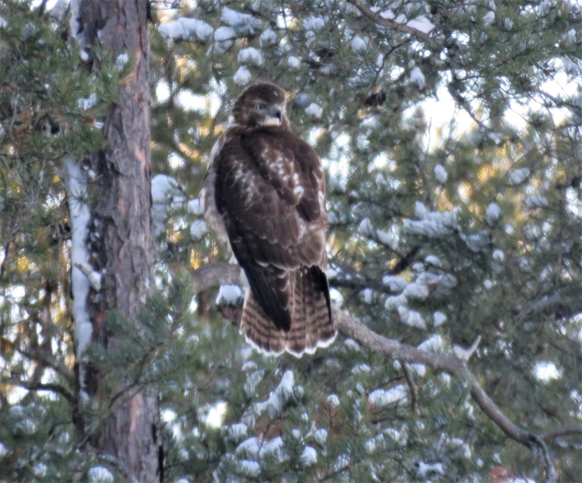 Red-tailed Hawk - ML408239561