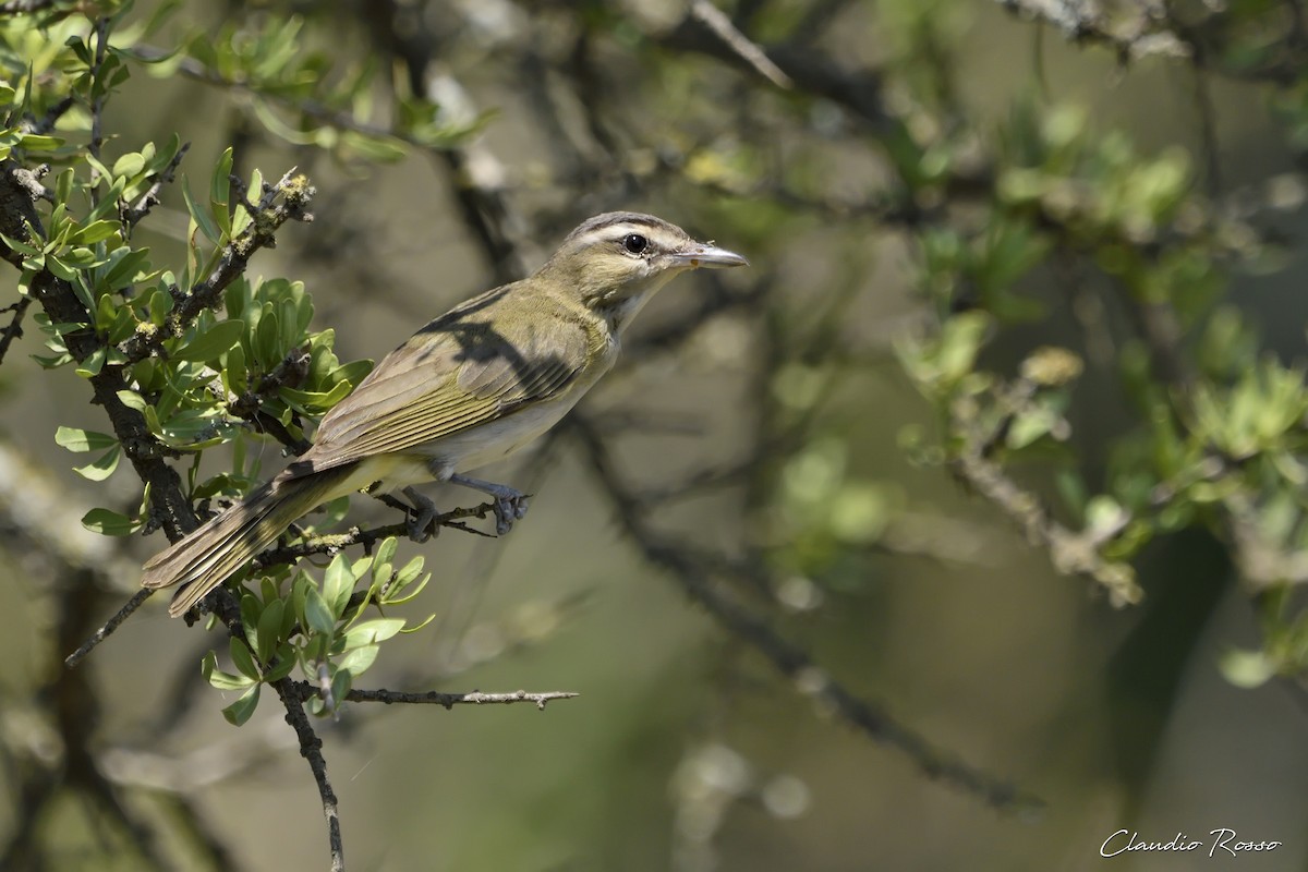 Vireo Chiví - ML408239781