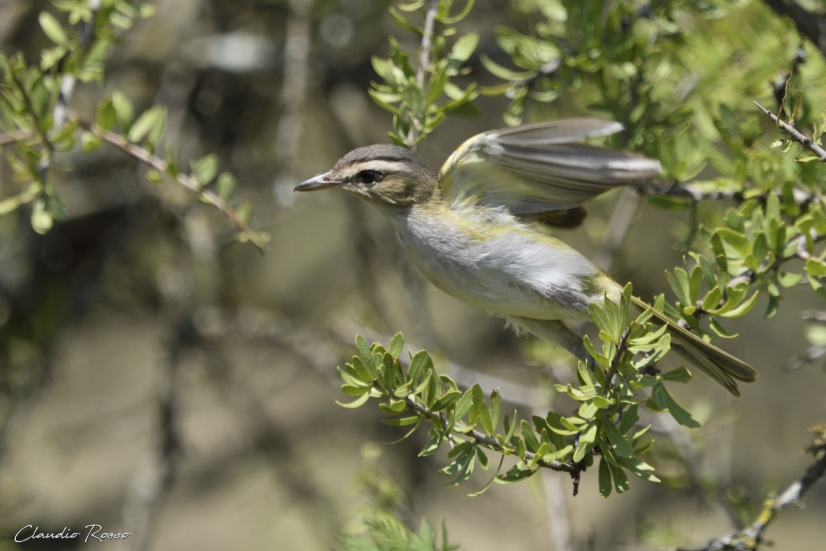 Chivi Vireo - ML408239851