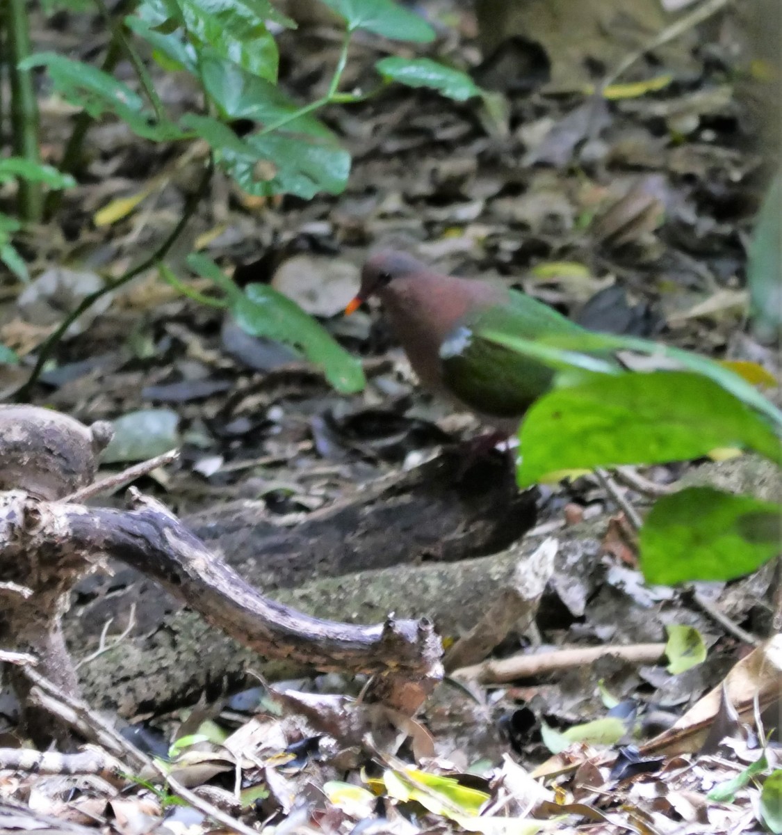 Pacific Emerald Dove - ML408240241