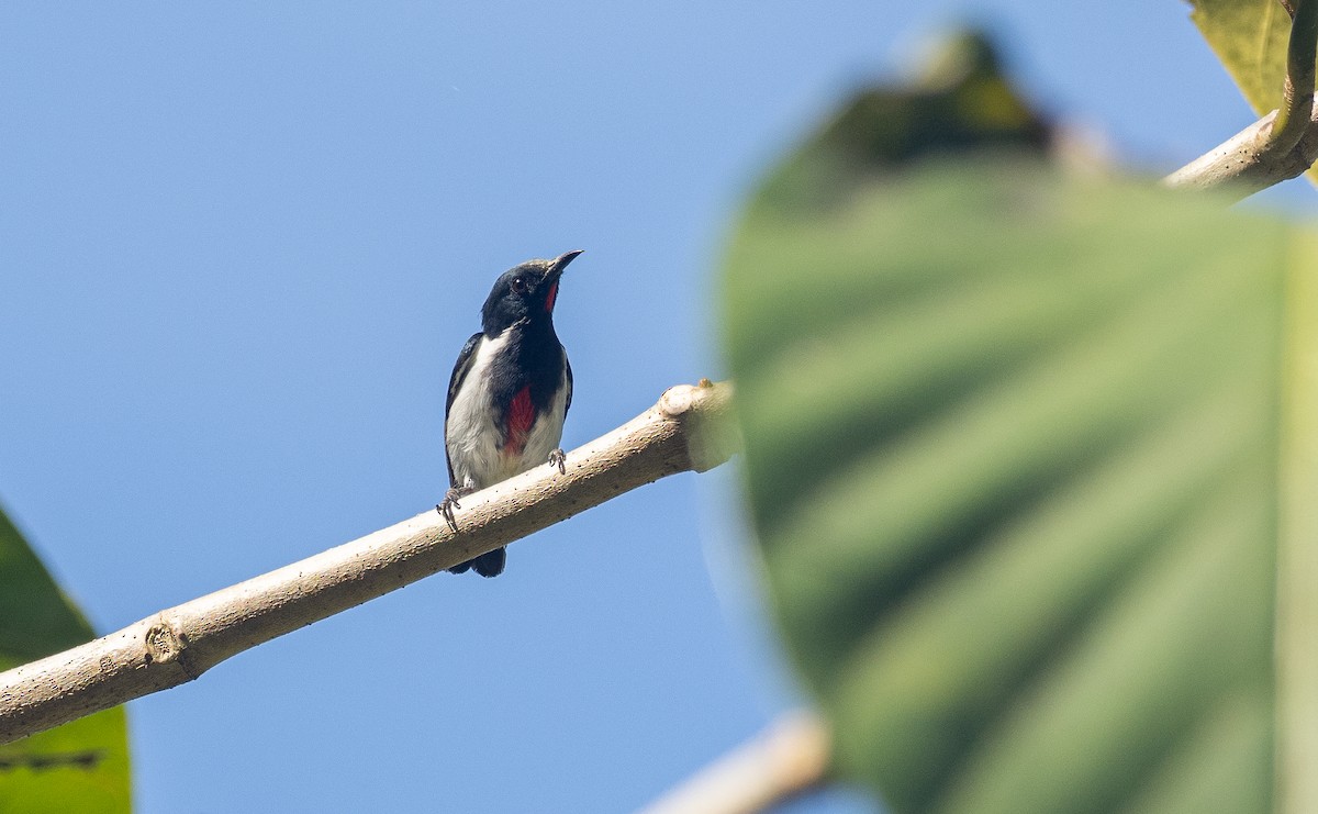 Scarlet-collared Flowerpecker - ML408240411