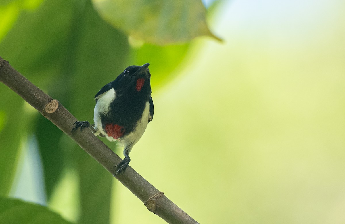 Scarlet-collared Flowerpecker - ML408240471