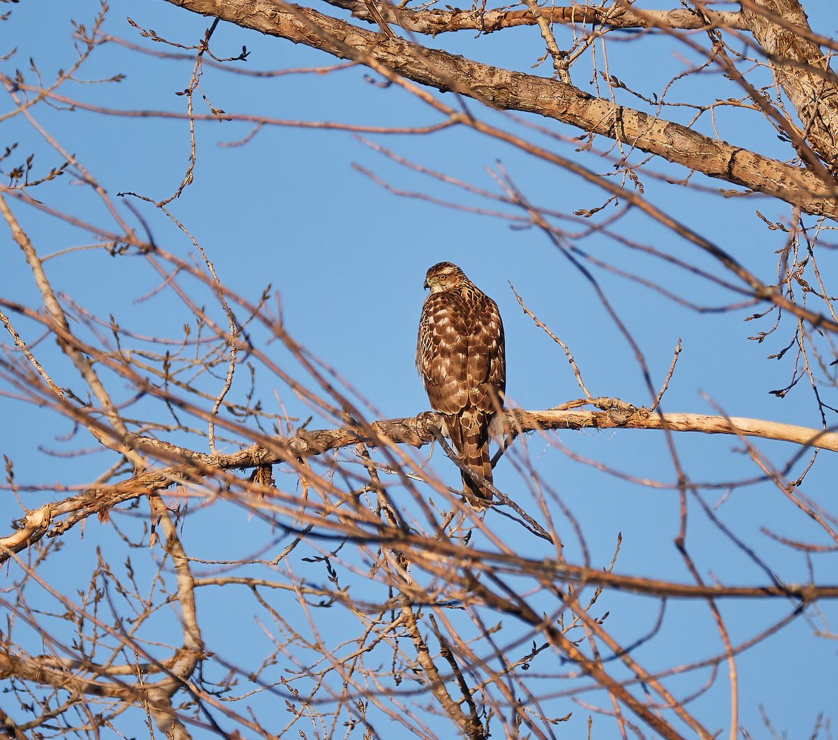 American Goshawk - ML408240801