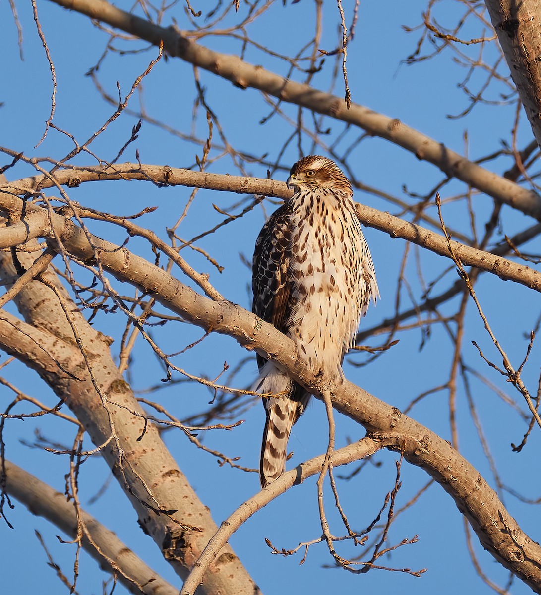 American Goshawk - ML408240821