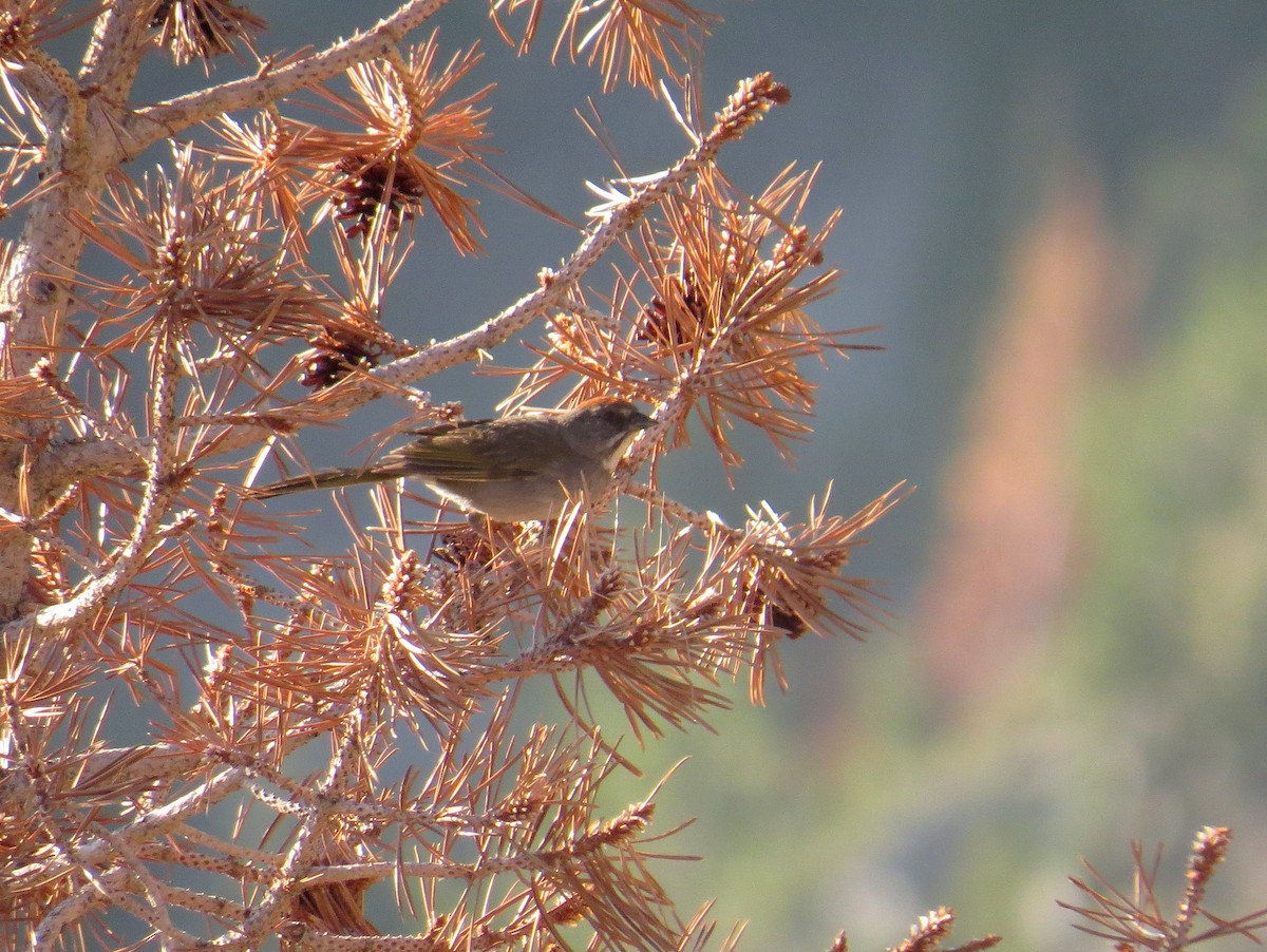 Green-tailed Towhee - ML408240971