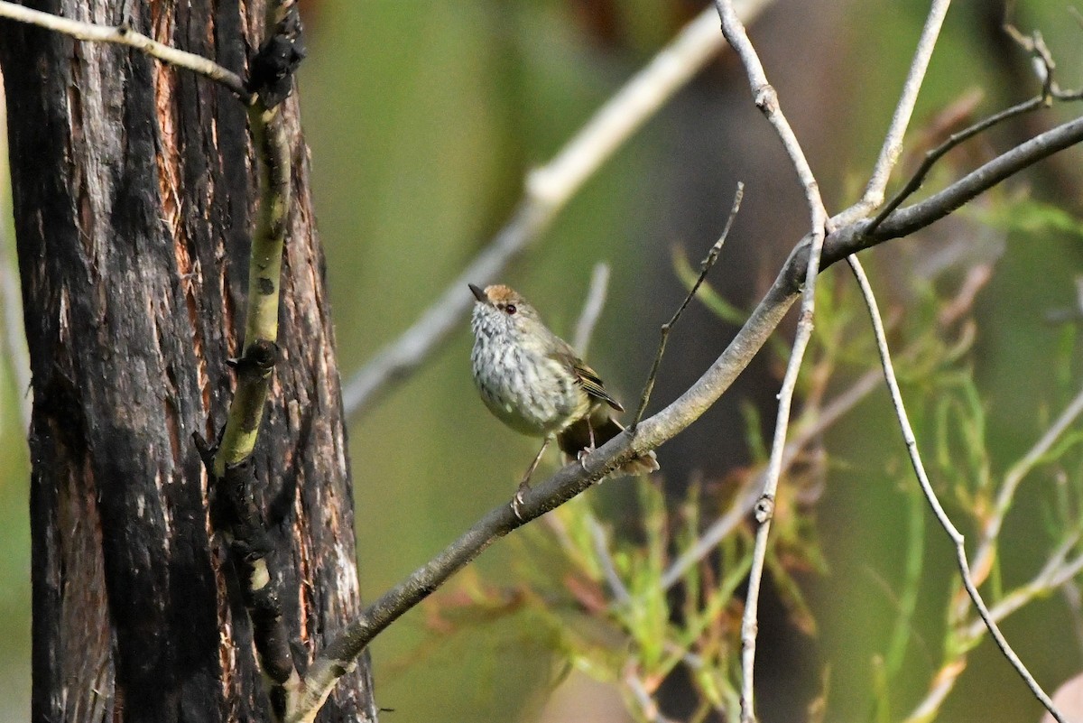 Brown Thornbill - ML408240991