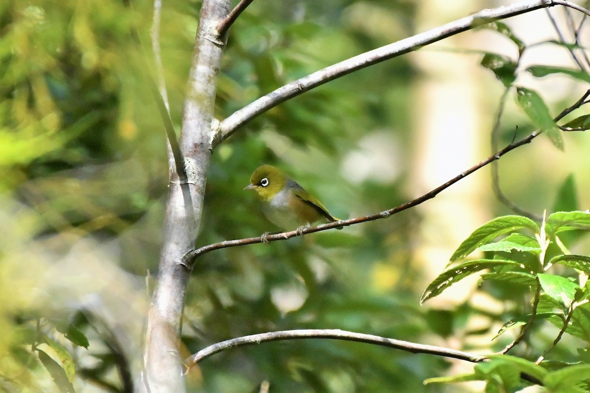 Silvereye - ML408241281