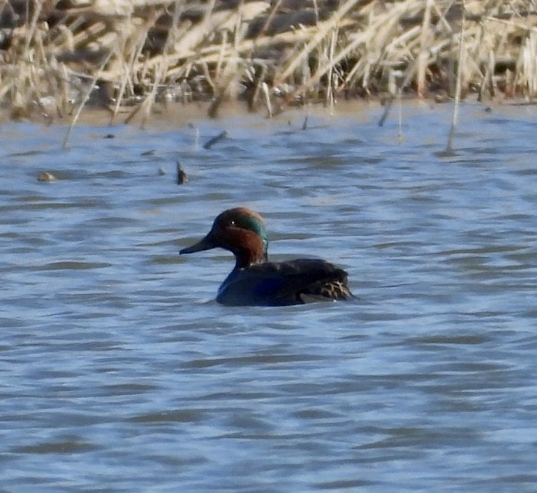 Green-winged Teal - ML408241351