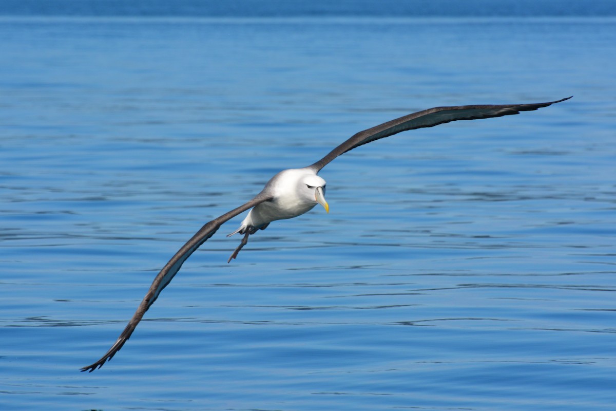 albatros šelfový - ML408241361