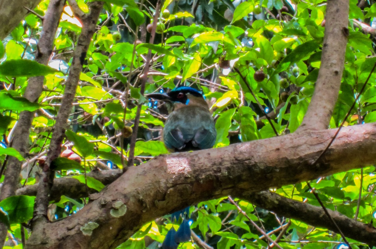 motmot sp. - ML40824141