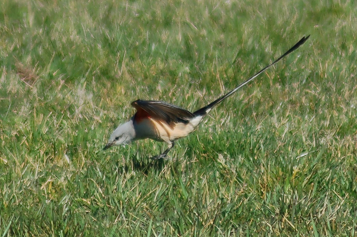 Scissor-tailed Flycatcher - ML408241711