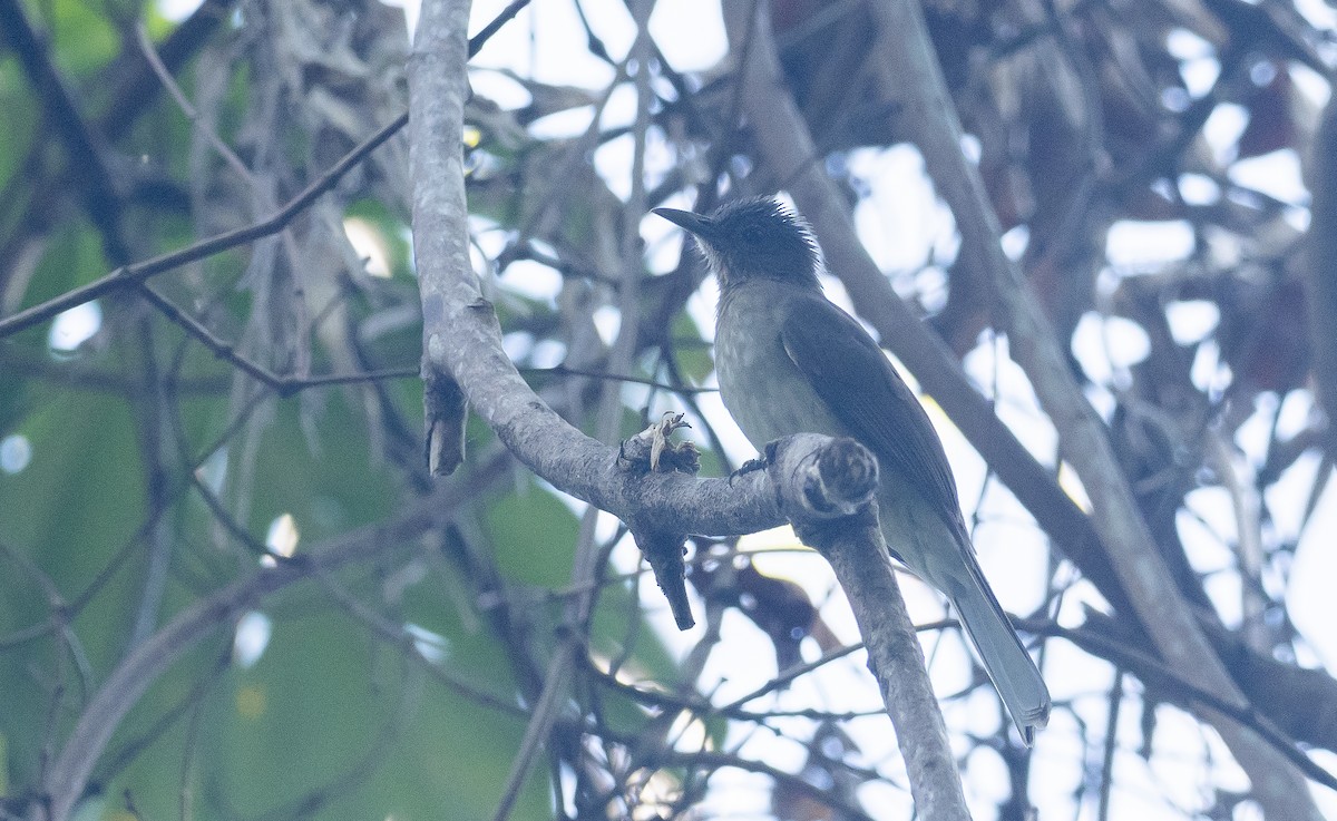 Mindoro Bulbul - ML408241871