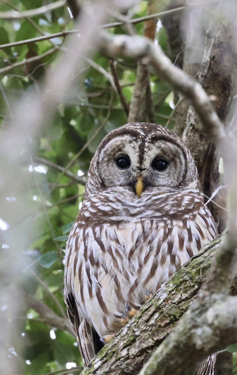 Barred Owl - ML408242861