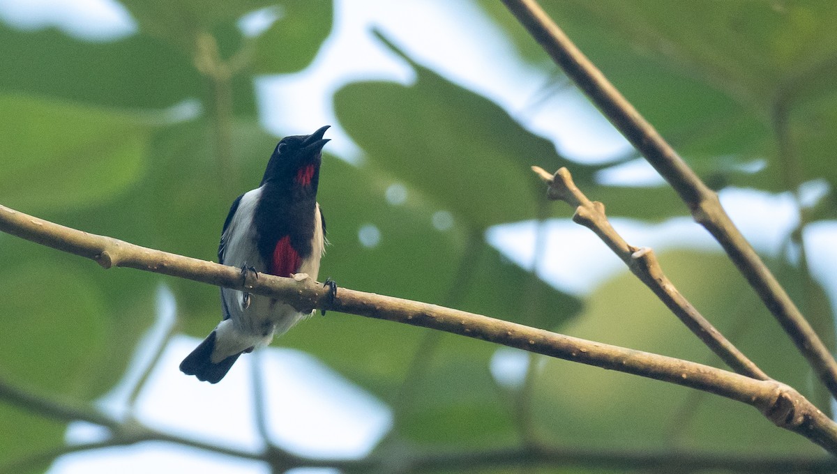 Scarlet-collared Flowerpecker - ML408243151