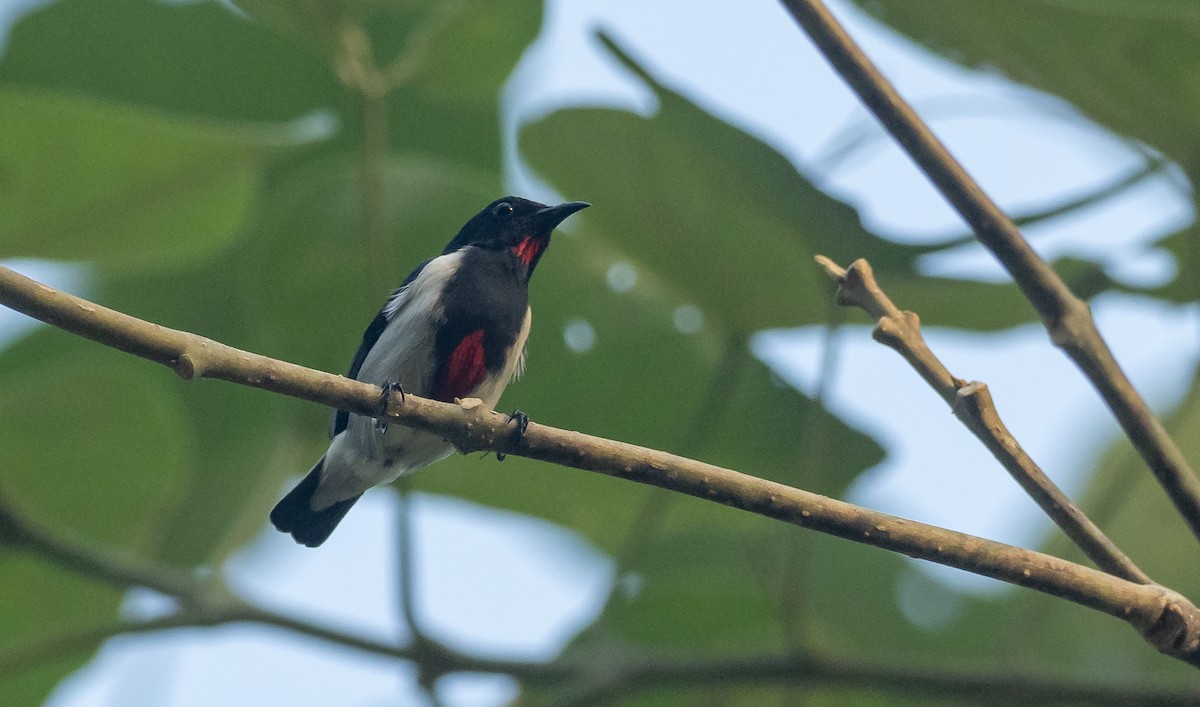 Scarlet-collared Flowerpecker - Forest Botial-Jarvis