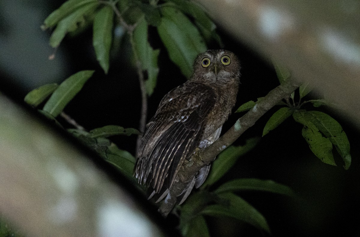 Mindoro Boobook - Forest Botial-Jarvis