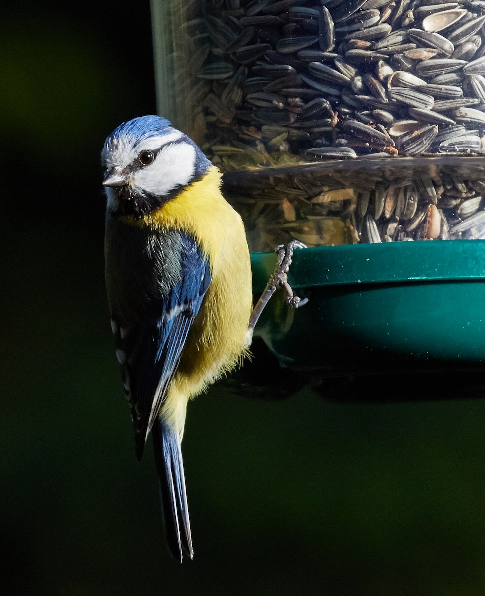 Eurasian Blue Tit - ML40824461