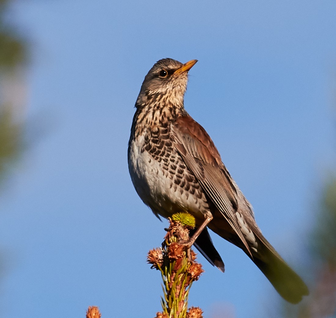 Fieldfare - ML40824521