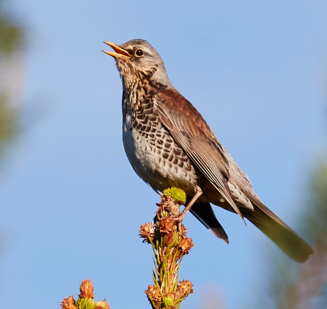 Fieldfare - ML40824531