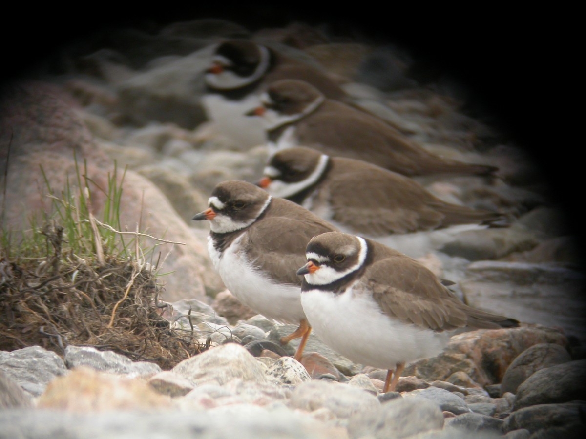 Semipalmated Plover - ML408246061