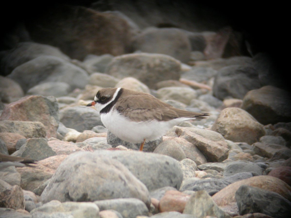 Semipalmated Plover - ML408246101