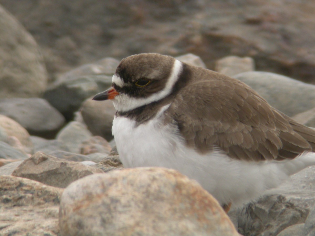 Semipalmated Plover - ML408246141