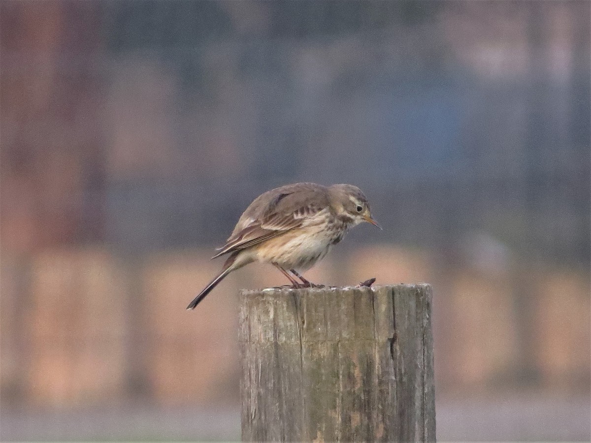 American Pipit - ML408246341