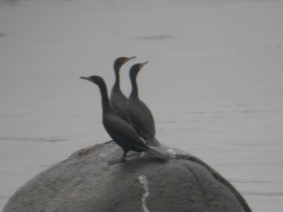 Double-crested Cormorant - Germain Savard