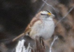 White-throated Sparrow - ML40824841
