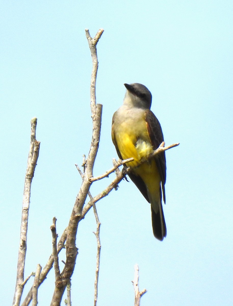 Western Kingbird - ML408248791