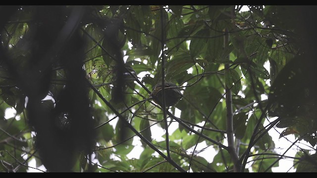 Cotinga à poitrine d'or - ML408249091