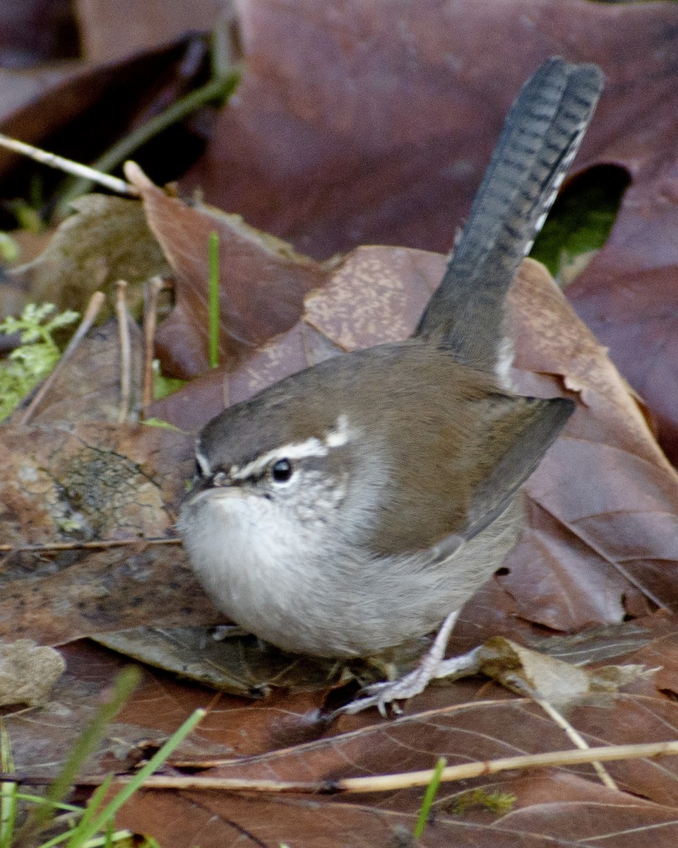 Bewick's Wren - ML408249841