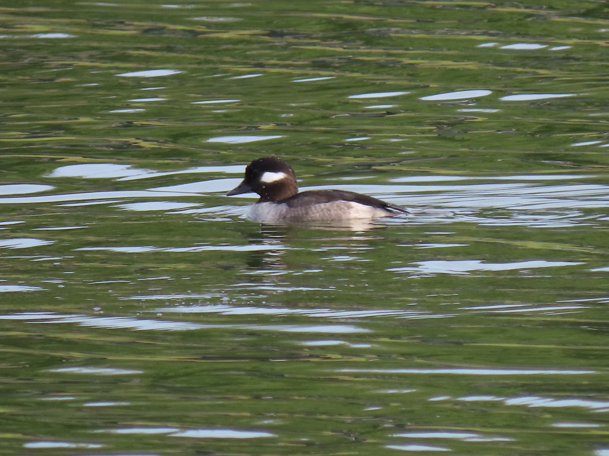 Bufflehead - ML408249961