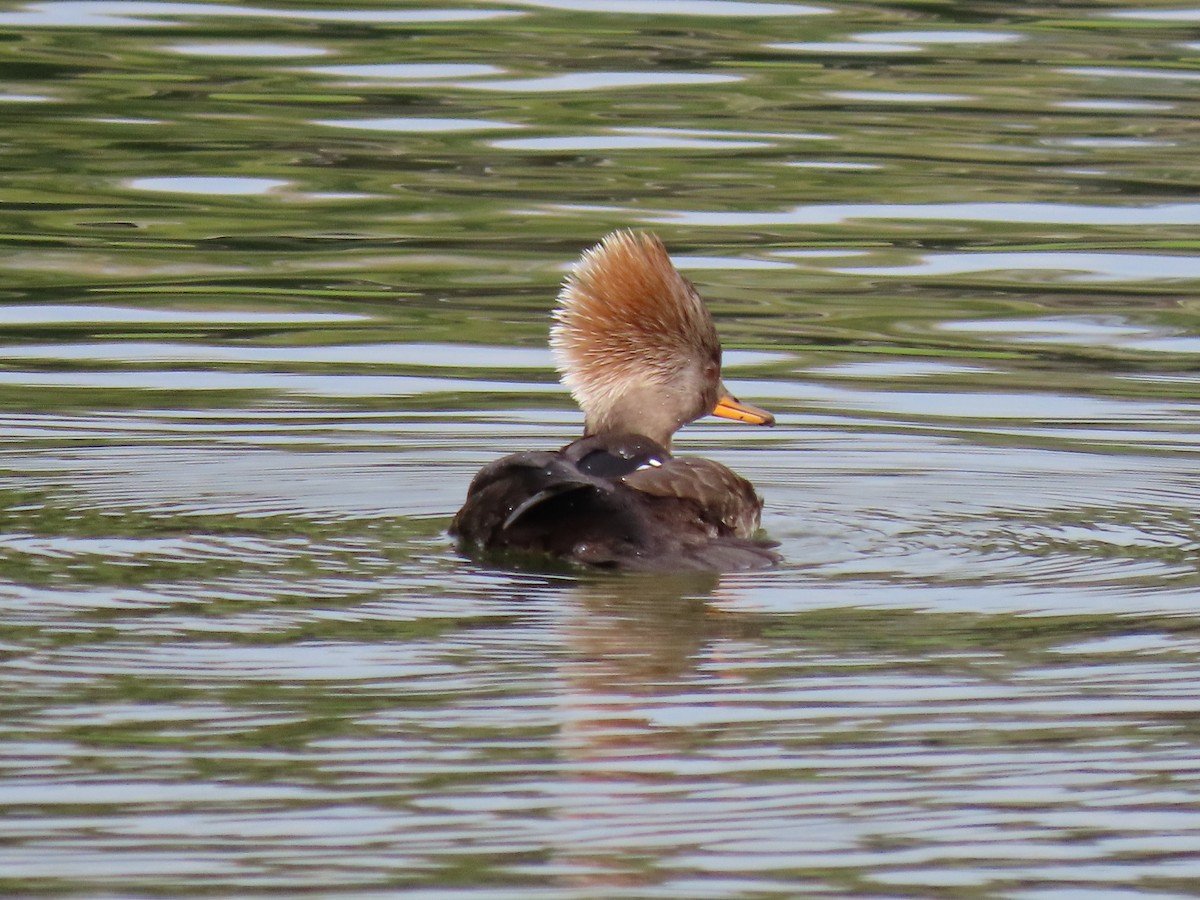 Hooded Merganser - ML408249981