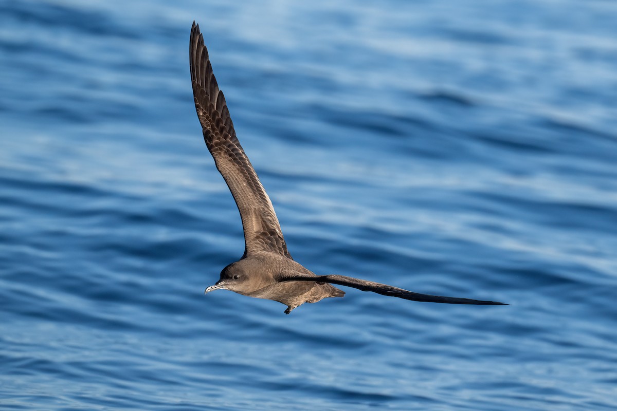 Sooty Shearwater - ML408251071